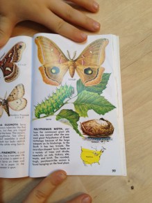 butterflybook